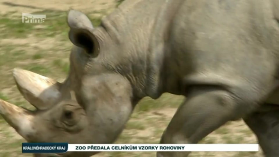 24. 8. 2017 ZPRÁVY: Zoo předala celníkům vzorky rohoviny